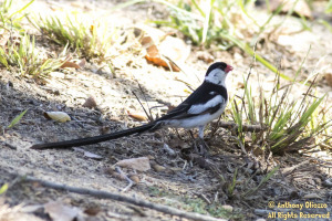 Pin-tailed Whydah (male) 18662)