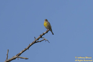 Lawrence's Goldfinch (22295) (female)