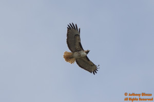 An Adult Red-tailed Hawk (California) in Flight