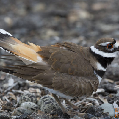 A female Killdeer guards her 4 eggs which were laid amidst the center of a dirt road within the Oso Lake