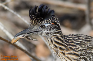 Greater Roadrunner with lizard 13708
