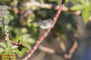 (Least) Bell's Vireo (13894)