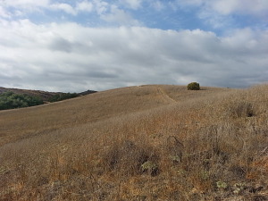 Pheasant Run Trail