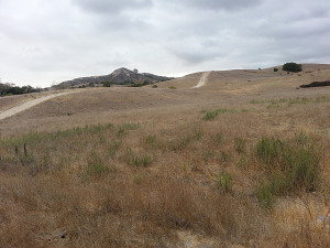 Looking ahead at Vista Ridge trail - Riley Wilderness Park