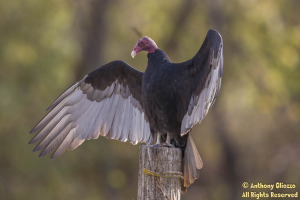 One of seven Turkey Vultures on the wooden posts a Oso Reservoir.