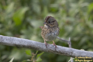 One of 2 Lincoln's Sparrows on a cut down tree.