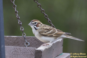 Lark Sparrow (20824)