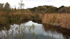 Sanctuary location where Hooded Mergansers and other water fowl has been seen.