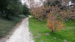 South East end of park on the South Wagon Wheel Canyon Trail