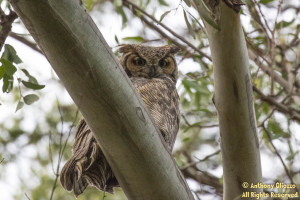 Great Horned Owl (21495)