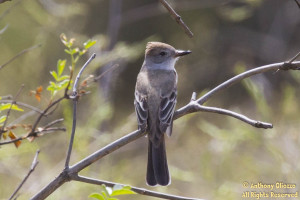 Ash-throated Flycatcher just before entering onto Haul Hicks Road from Loma Ridge Trail.
