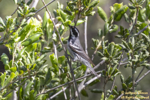 Black-throated Gray Warbler on Haul Hicks Road in Limestone Canyon