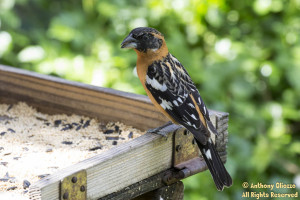 Located 3 Black-headed Grosbeak males at Tucker Wildlife Sanctuary on April 4, 2015.  All were seen at the bird porch.