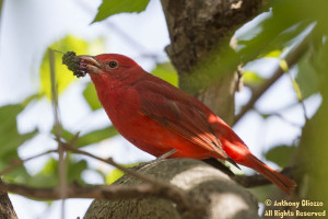 Male Summer Tanager taken at Serrano Creek Trail on April 5, 2015.  Bird located by a pedestrian who pointed out the finding to Mike Sanders and I.  In order to locate this species you had to squat below a large branch of the Mulberry tree and view up.