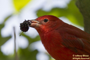 Male Summer Tanager taken at Serrano Creek Trail on April 5, 2015.  Bird located by a pedestrian who pointed out the finding to Mike Sanders and I.  In order to locate this species you had to squat below a large branch of the Mulberry tree and view up.