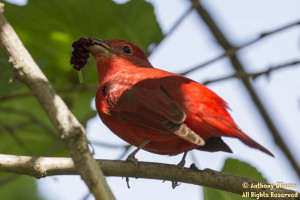 Male Summer Tanager taken at Serrano Creek Trail on April 5, 2015.  Bird located by a pedestrian who pointed out the finding to Mike Sanders and I.  In order to locate this species you had to squat below a large branch of the Mulberry tree and view up.