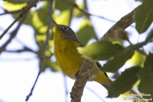 Nashville Warbler (22924)