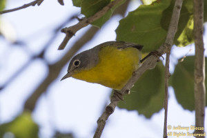 Nashville Warbler (22928)