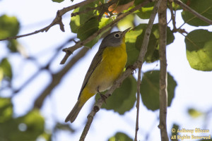 Nashville Warbler (22929) (Full Side View)