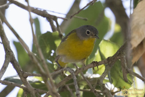 Nashville Warbler (22931)
