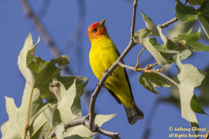 Western Tanager (23001)