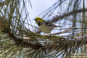 Hermit Warbler (23070)