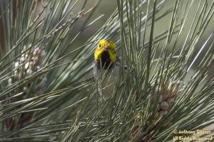 Hermit Warbler (23071)