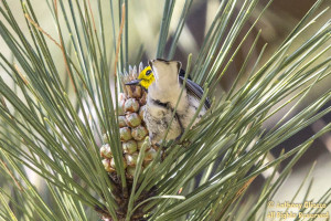 Hermit Warbler (23072)