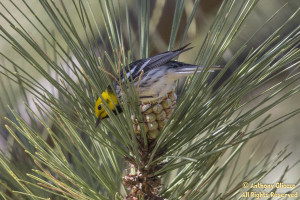 Hermit Warbler (23073)