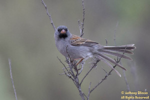Photo taken on the Bell View Trail in Rancho Santa Margarita, CA on May 9, 2015