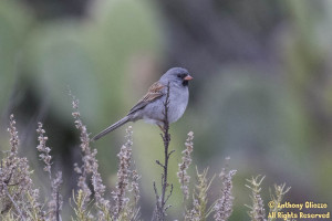 Photo taken on the Bell View Trail in Rancho Santa Margarita, CA on May 9, 2015