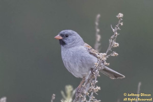 Photo taken on the Bell View Trail in Rancho Santa Margarita, CA on May 9, 2015