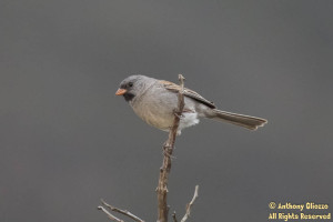 Photo taken on the Bell View Trail in Rancho Santa Margarita, CA on May 9, 2015